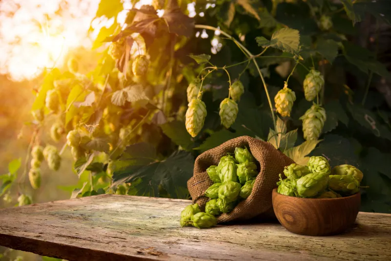 still life with a keg of beer and hops