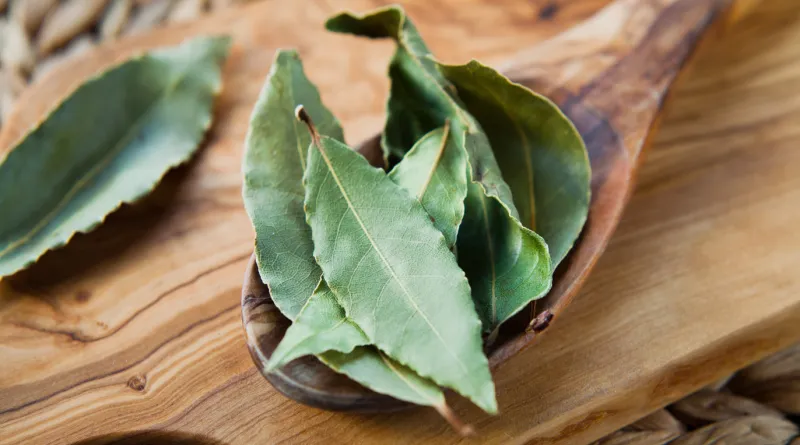 dry bay leaves - laurel tree leaves, aromatic herb and indian spices on the wooden spoon, rustic background, macro