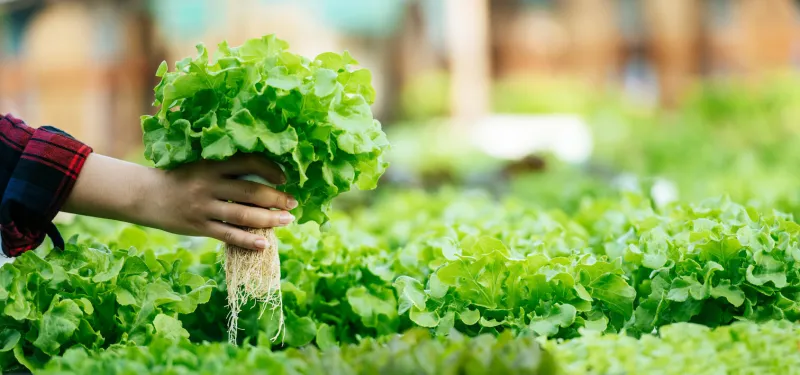 close up hand of young asian girl farmer holding hands for checking fresh green oak lettuce salad, organic hydroponic vegetable in nursery farm business and organic hydroponic vegetable concept