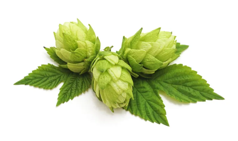 fresh cones of hops isolated on a white background