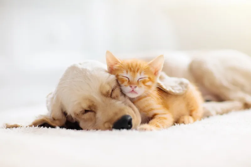 cat and dog sleeping together kitten and puppy taking nap home pets animal care love and friendship domestic animals