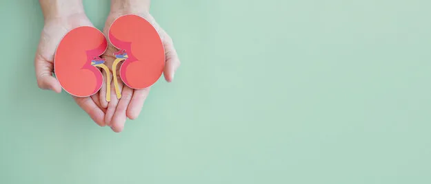 hands holding kidney shaped paper, world kidney day, organ donor day, chronic kidney disease concept