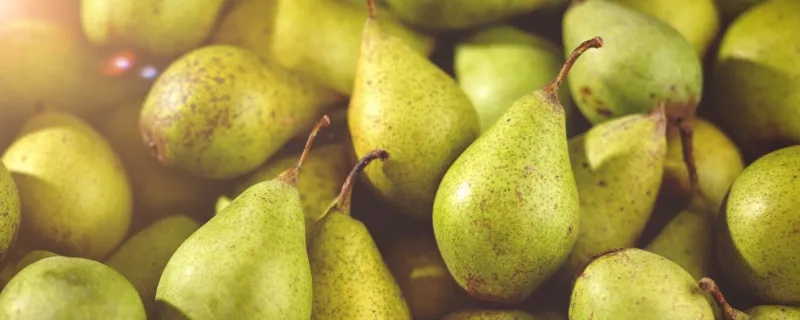 nahaufnahme von bio birnen als panorama