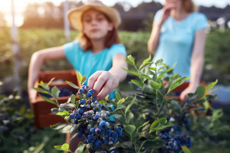modern family picking blueberries on a organic farm - family business concept