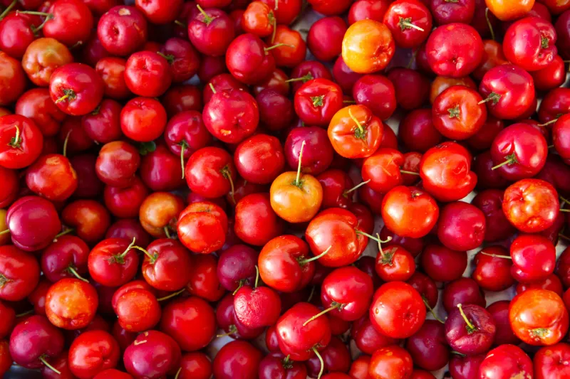 close up of fresh acerola cherry fruits the acerola juice contains 40 to 80 times more vitamin c than lemon or orange juice
