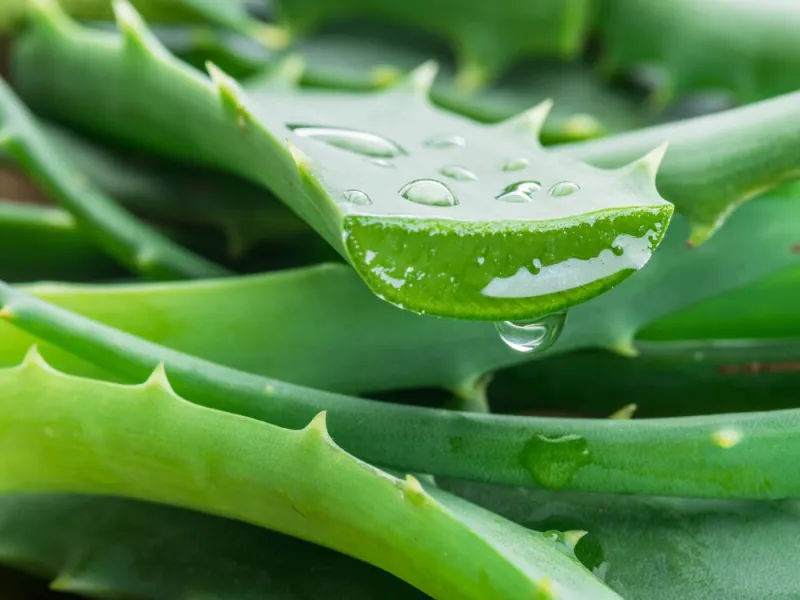 aloe or aloe vera fresh leaves and slices on white background