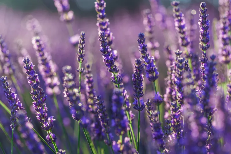 gros plan de brins de lavande dans un champ