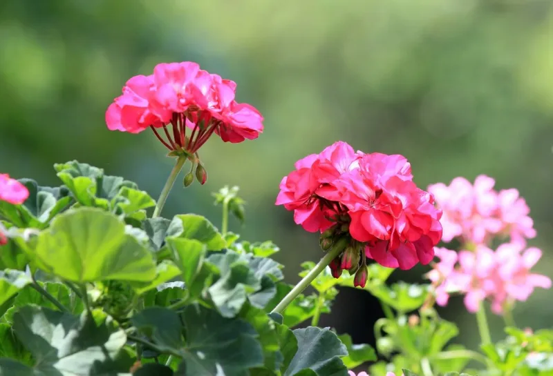 pink geranium flowers in the park in summer