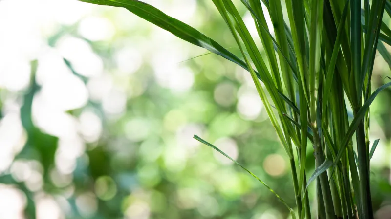 lemongrass or cymbopogon citratus on bokeh nature background