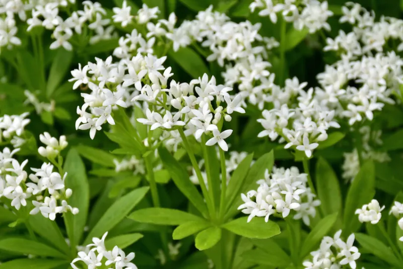 waldmeister (galium odoratum) - blüte