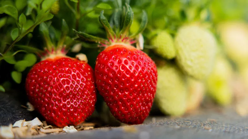 23 avril 2024, rhénanie du nord-westphalie, wachtberg   des fraises mûres et non mûres pendent d'un fraisier lors de l'ouverture de la saison des fraises dans un champ de la ferme obstbau hger photo par rolf vennenbernd dpa abacapresscom