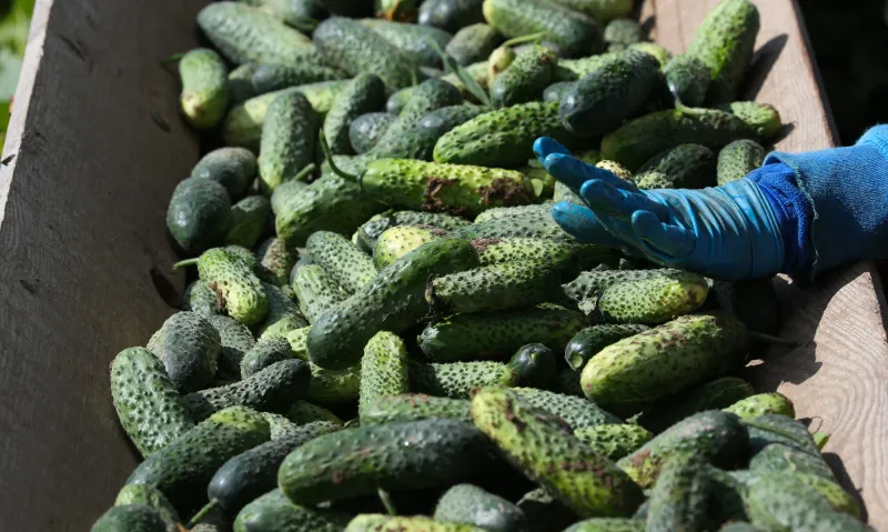 récolte des concombres - biélorussie