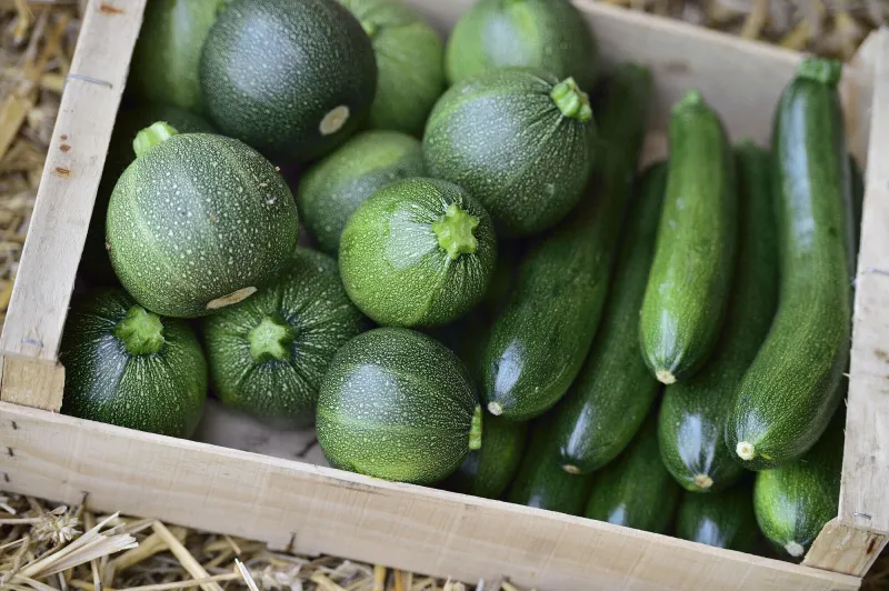 courgettes rondes et longues