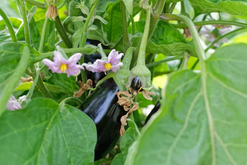 aubergine dans un jardin potager
