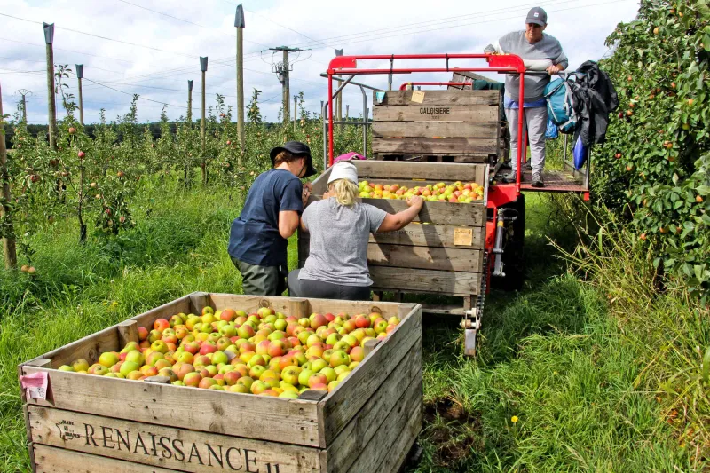 oize (72)   les vergers de la maison leroy