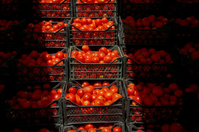 pâte de tomate faite maison - idlib