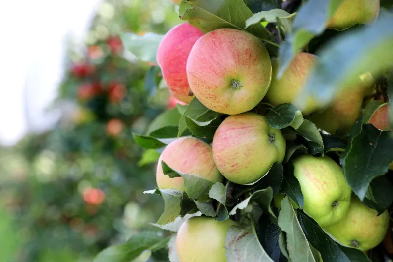 verger a pommiers   culture de pomme de table, pommes bicolores sur un pommier avant la recole
