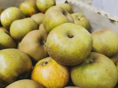 close,up,of,reinette,grise,du,canada,apples,in,wooden