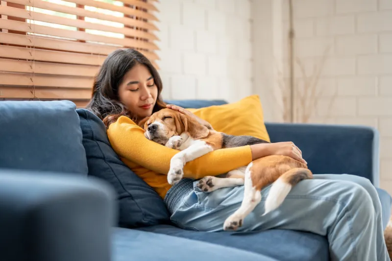 adorable beagle dog puppy sleeping on young female owner's shoulder attractive woman spend leisure time and petting on her pet animal that lying down with gentle and happiness in living room at home