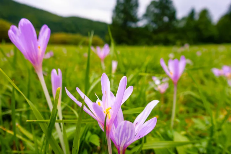 wide angle macro shot of pink autumn crocus (colchicum autumnale) on lush green meadow in the alps beautiful but poisonous wildflowers selective focus with background blur low angle view, close-up