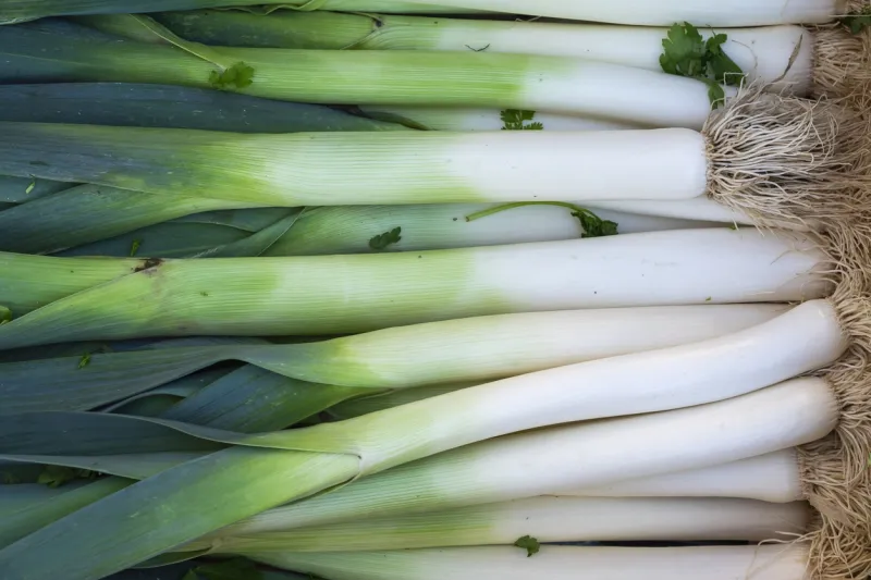 Le poireau