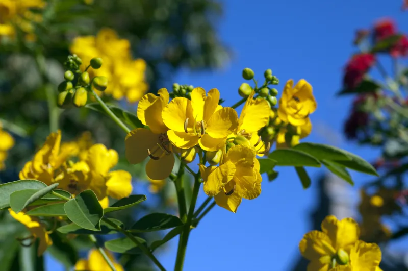 L'utilisation de séné 