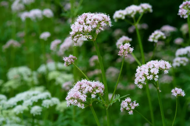 Valériane