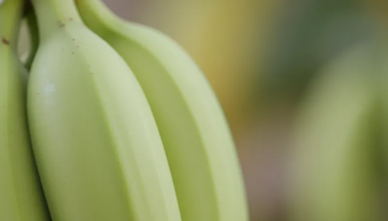 Une photo en gros plan d'une banane verte entière.