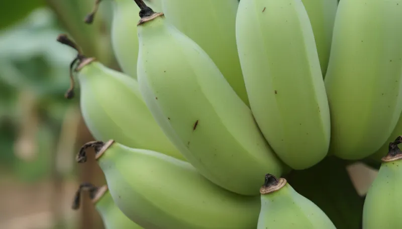 Une photo en gros plan de bananes vertes et non mûres