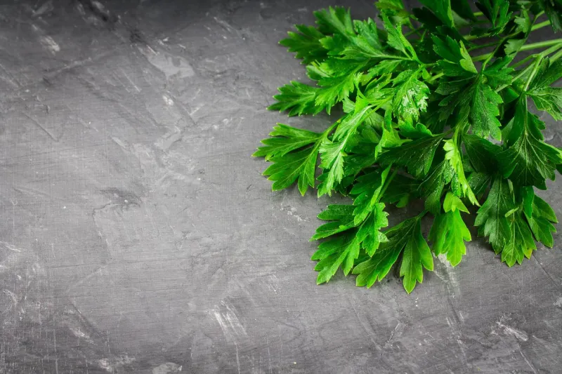 parsley on a gray background