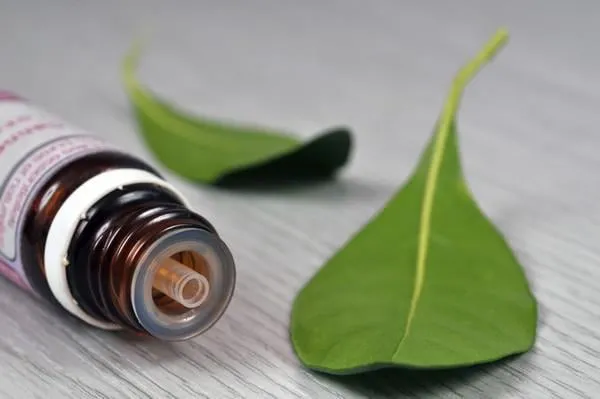 huile essentielle d'eucalyptus