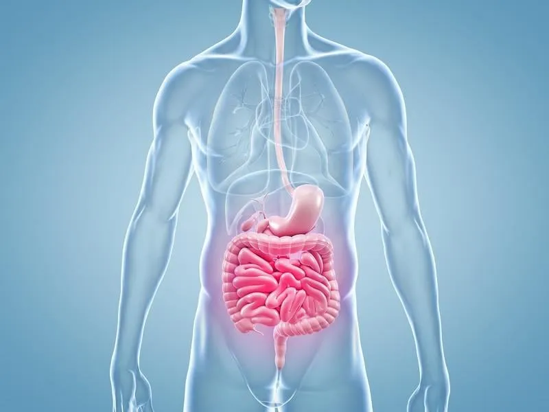 douleur intestinale intestinale - illustration 3d anatomique