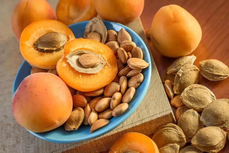 apricot almond kernel seed
