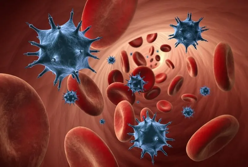 virus et globules rouges