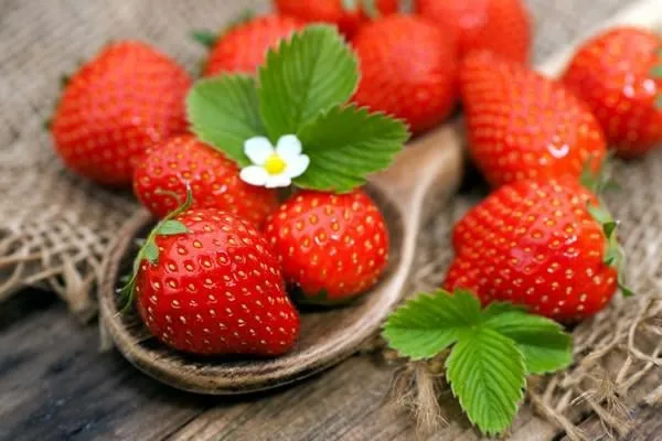 fraises fraiches