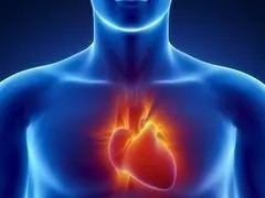 anatomie masculine des organes humains en vue aux rayons x