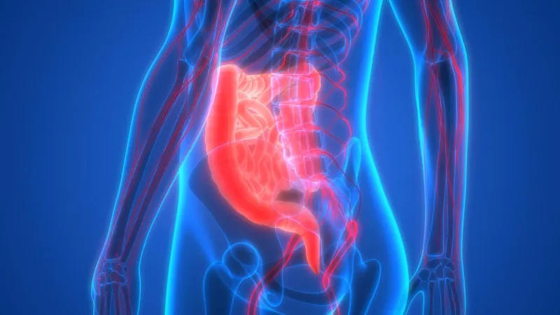 illustration 3d de l'anatomie des organes du corps humain (gros intestin et petit intestin)