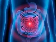 tractus intestinal de l'estomac