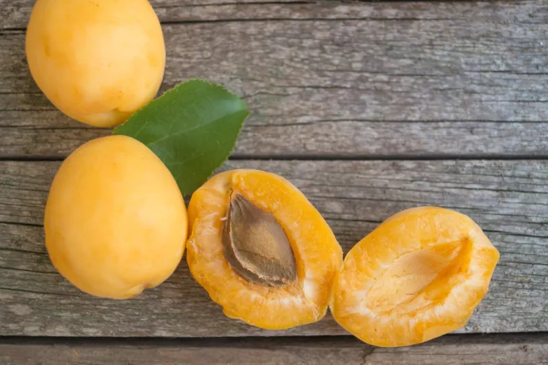 ripe orange apricots on the grey wooden background
