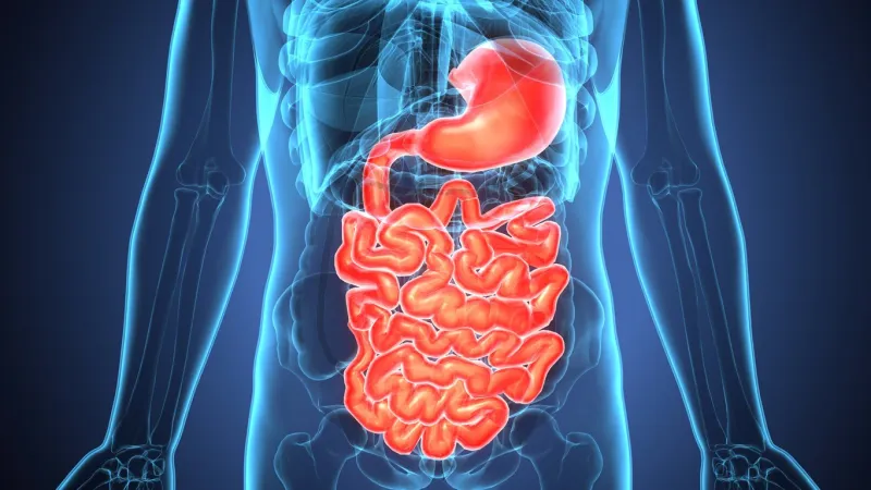the human digestive system consists of the gastrointestinal tract plus the accessory organs of digestion (the tongue, salivary glands, pancreas, liver, and gallbladder)