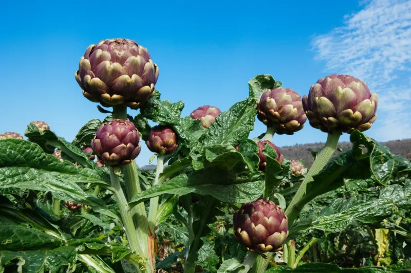 artichocke plant