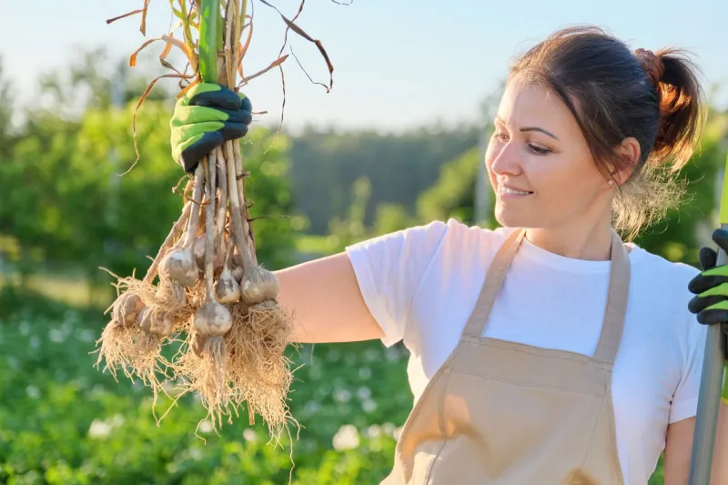 smiling woman farmer gardener holding fresh dug garlic plant in hand, harvest garlic summer sunny vegetable garden background healthy organic food, farm work and hobbies