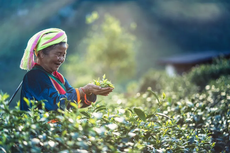 mountain tea plantation, elderly woman picking tea leaves on the mountain