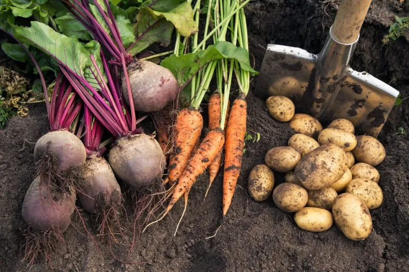 autumn harvest of fresh raw carrot, beetroot and potatoes on soi