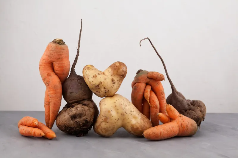 ugly vegetables, side view, close-up concept - food organic waste reduction using in cooking imperfect products