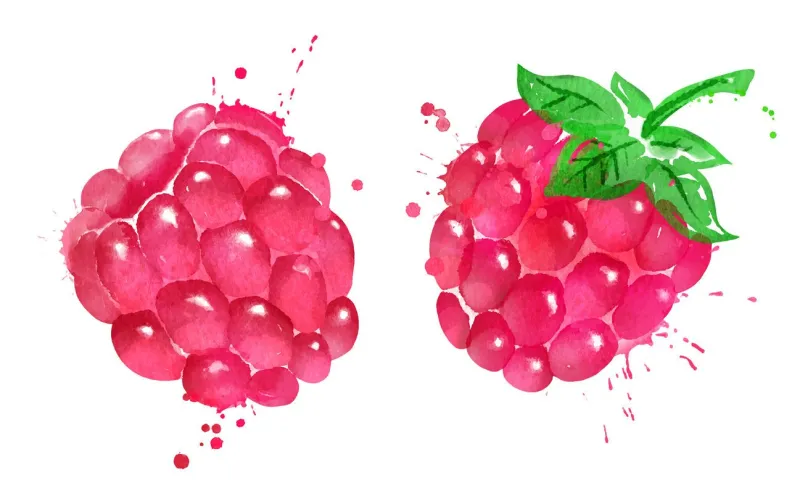 watercolor isolated vector illustration of raspberry with leaf and paint smudges and splashes