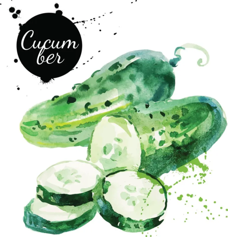 green cucumber hand drawn watercolor painting on white background vector illustration