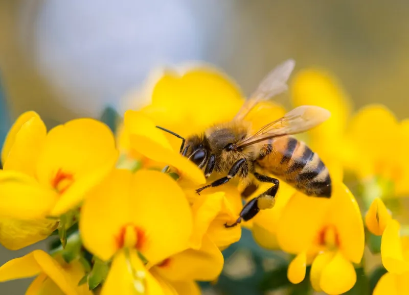 honey bee on pea flower, muogamarra nature reserve australia