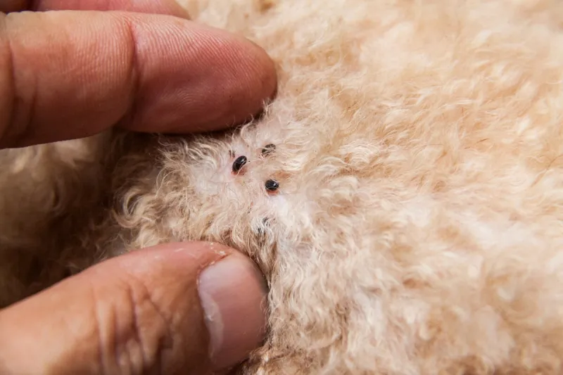 closeup of mite and fleas infected on dog fur, sucking its blood