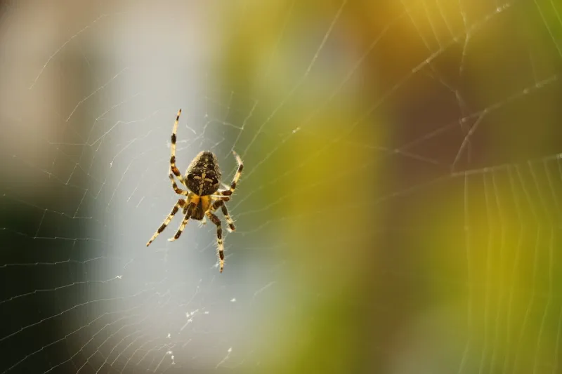 close up of a false widow spinning an intricate web